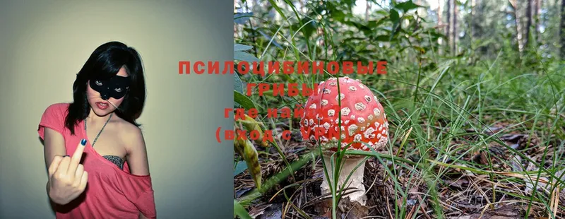 Псилоцибиновые грибы Cubensis  Ярославль 